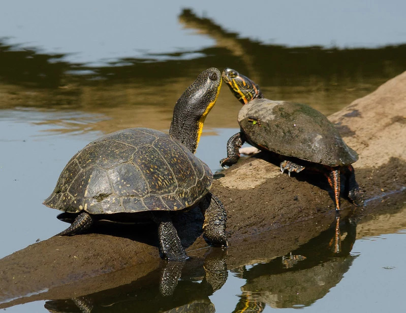 Double Your Love For Nature This Valentine's Day Wisconsin DNR